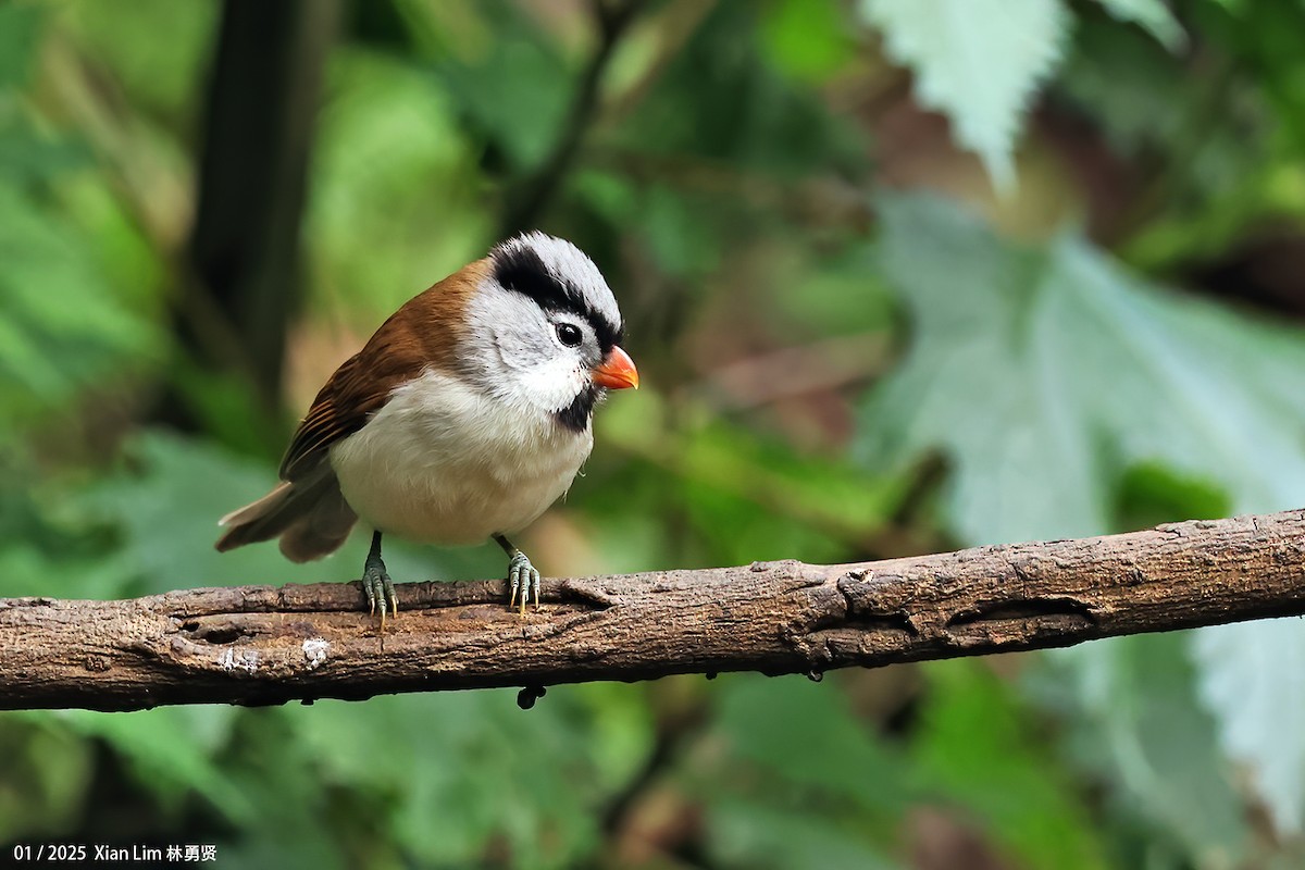 Gray-headed Parrotbill - ML630666881