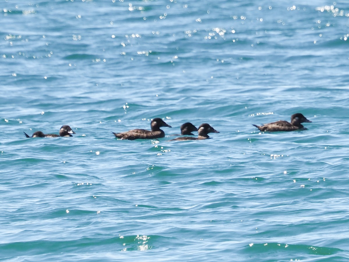 Surf Scoter - ML630666958