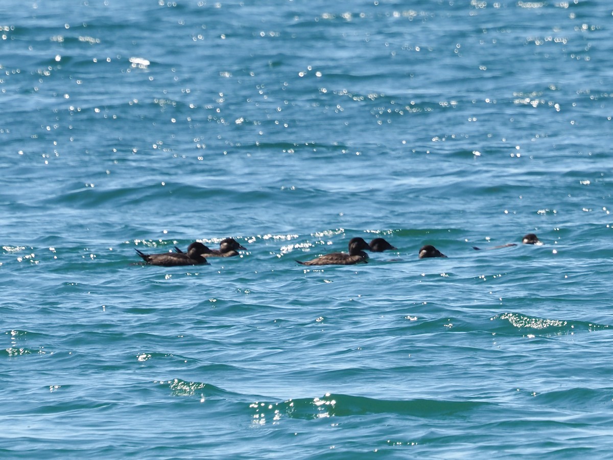 Surf Scoter - ML630666959