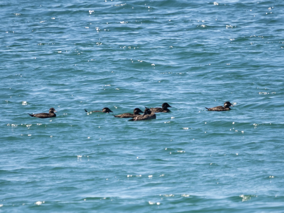 Surf Scoter - ML630666960
