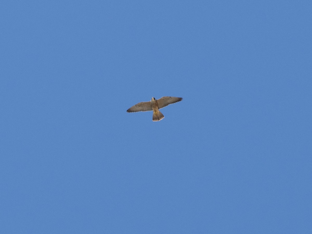 Peregrine Falcon - ML630666969