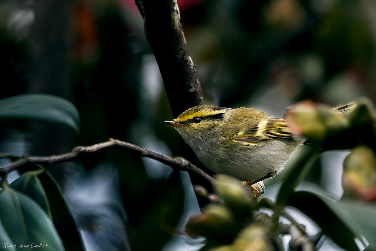 Pallas's Leaf Warbler - ML630667172
