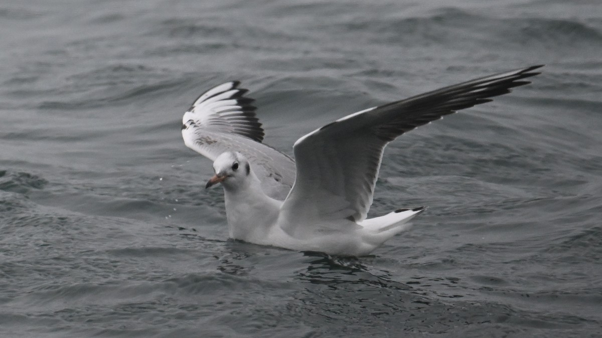 hettemåke - ML630667227