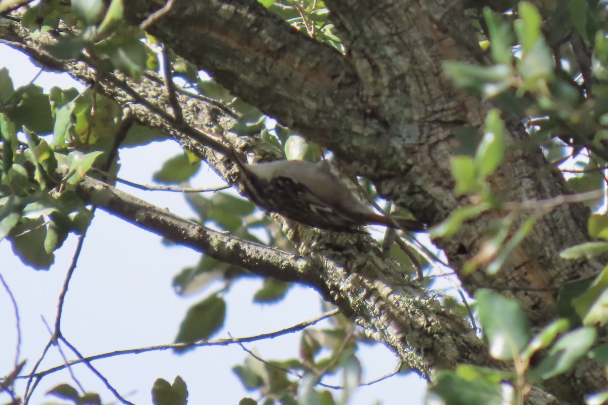 Short-toed Treecreeper - ML630667279