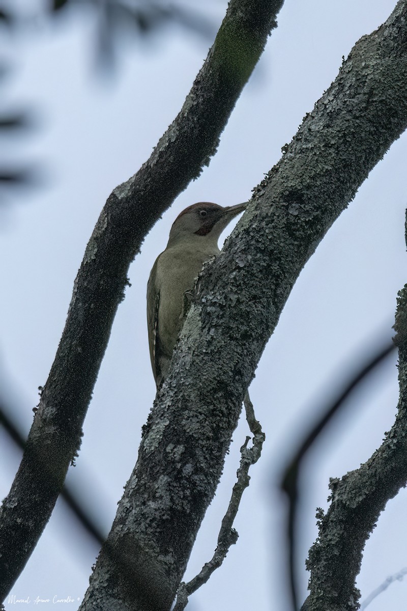 Iberian Green Woodpecker - ML630667318