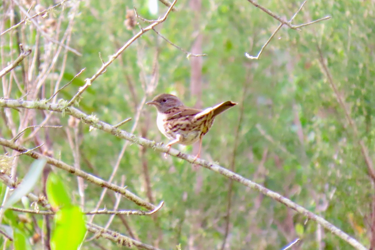 Dunnock - ML630667329