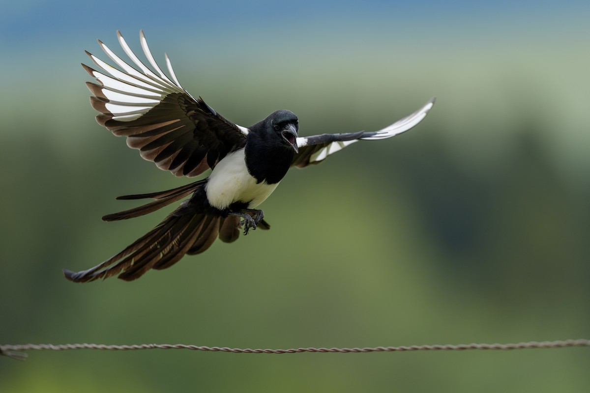 Hudsonelster - ML630667647