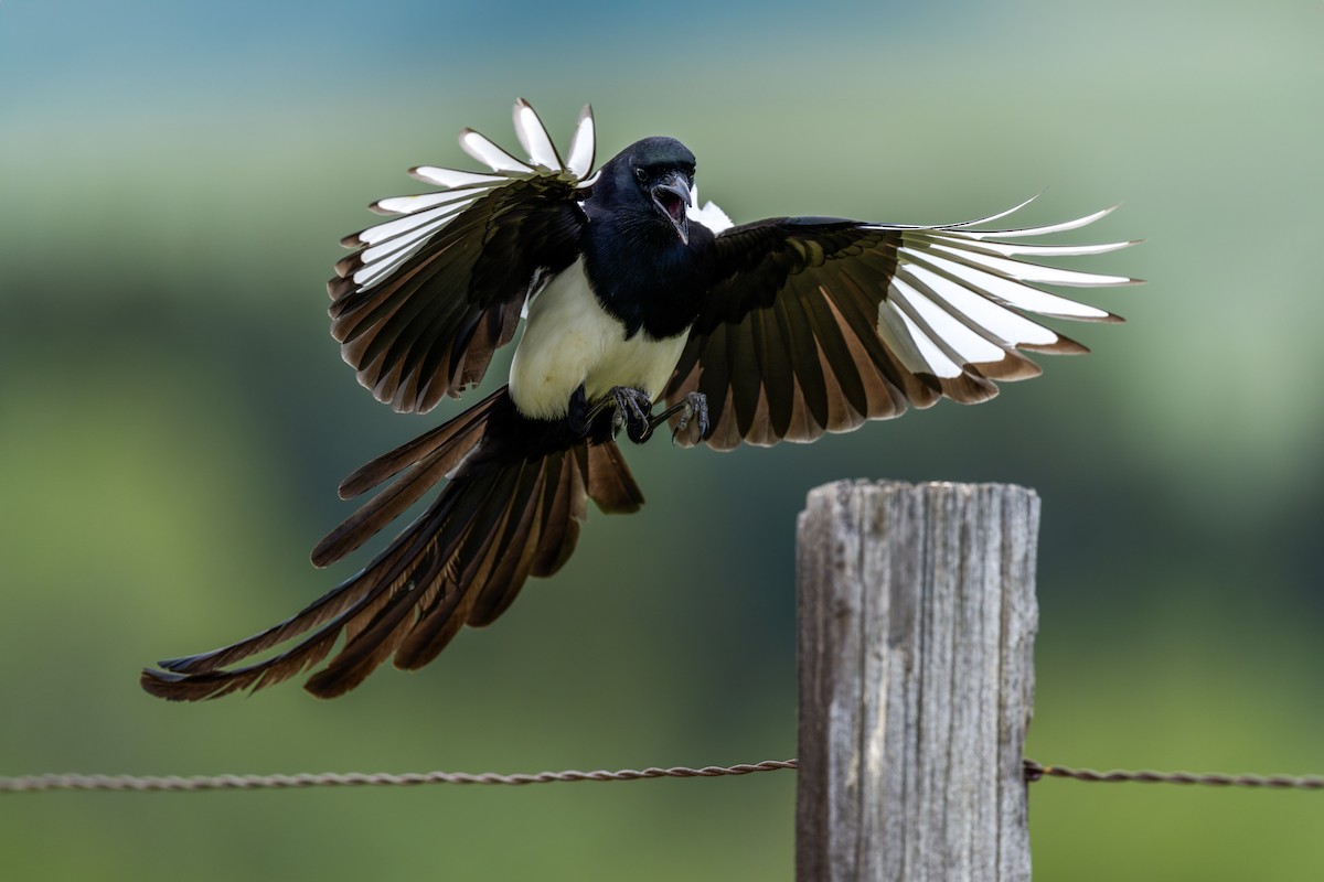 Black-billed Magpie - ML630667648
