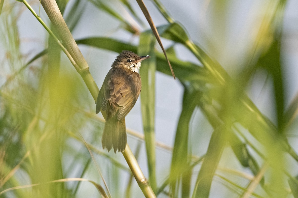 Great/Oriental/Clamorous Reed Warbler - ML630667881