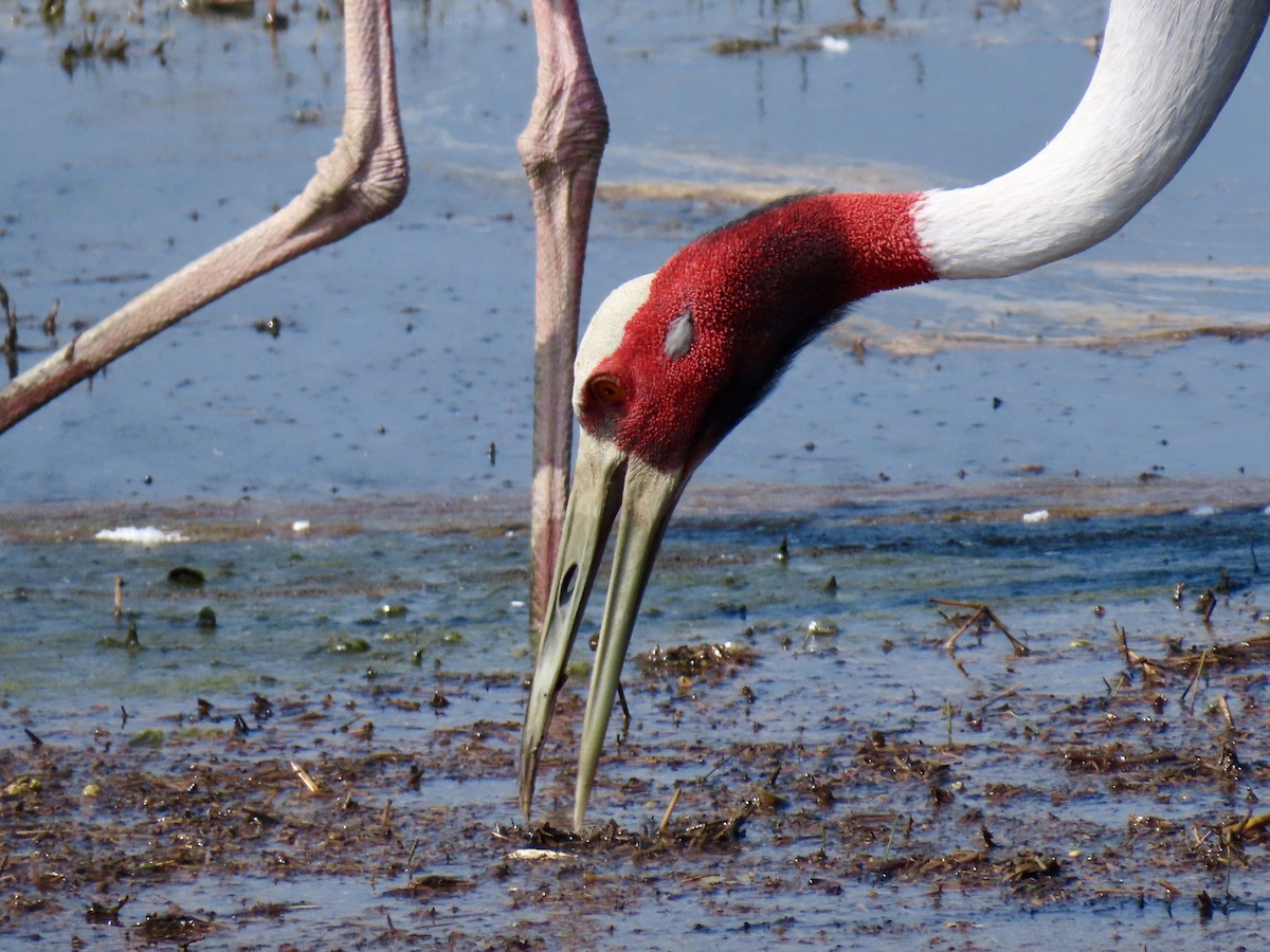 Grue antigone - ML630668042