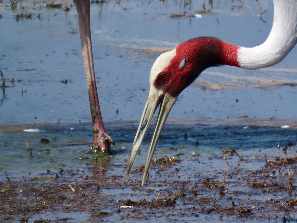 Grue antigone - ML630668043