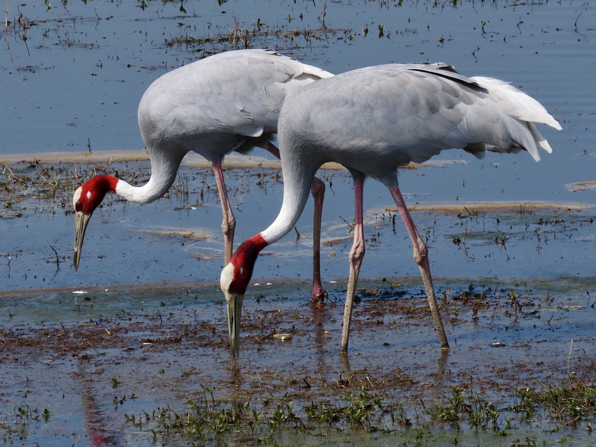 Grue antigone - ML630668045