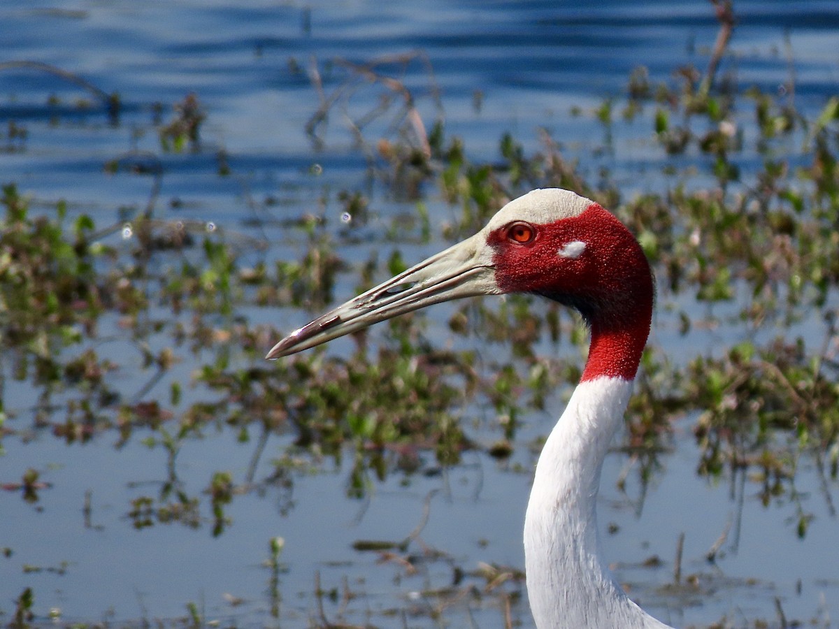 Grue antigone - ML630668046