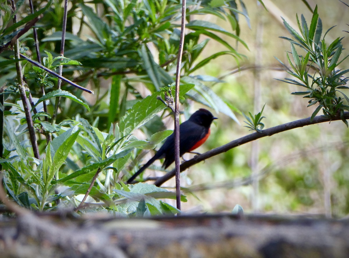 Slate-throated Redstart - ML630668284
