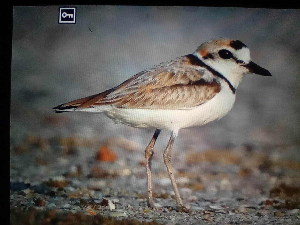Malaysian Plover - ML630668348