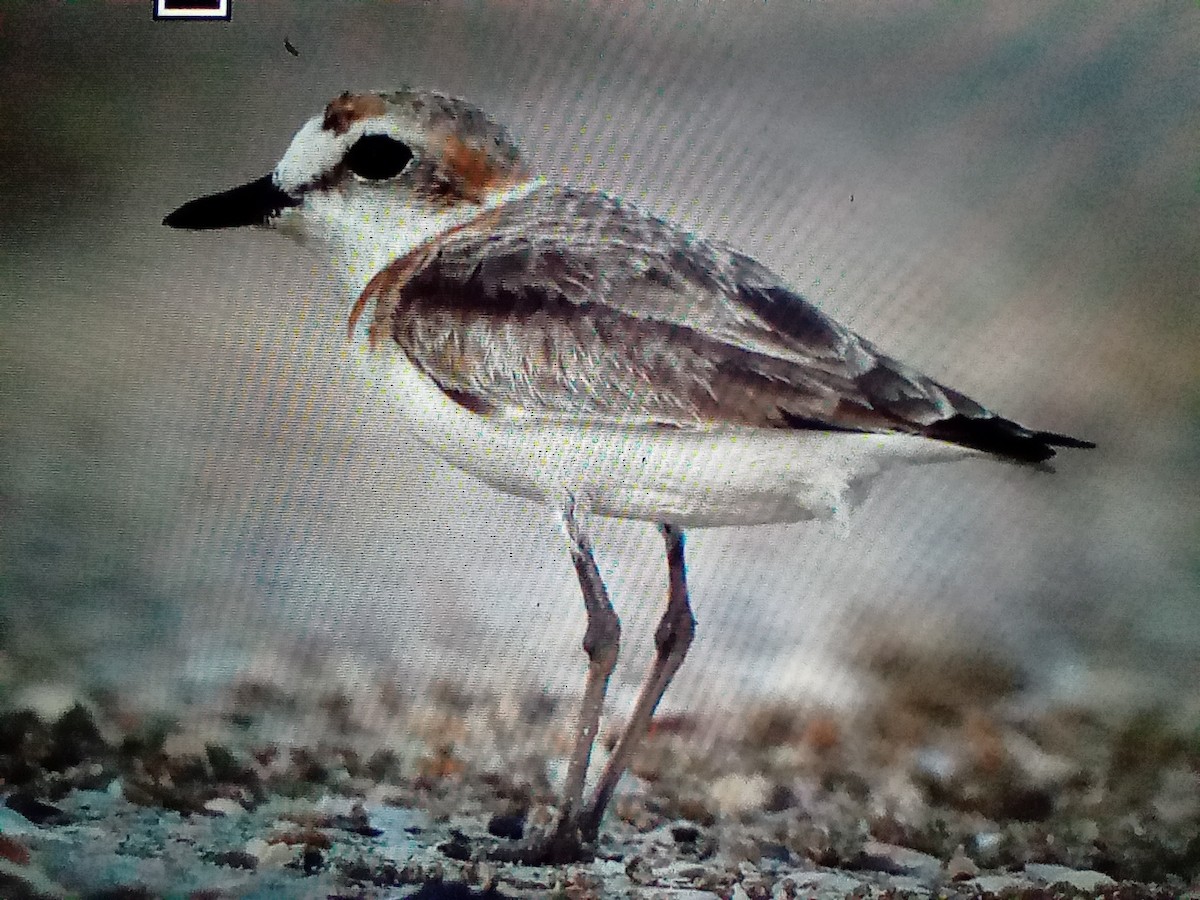 Malaysian Plover - ML630668350
