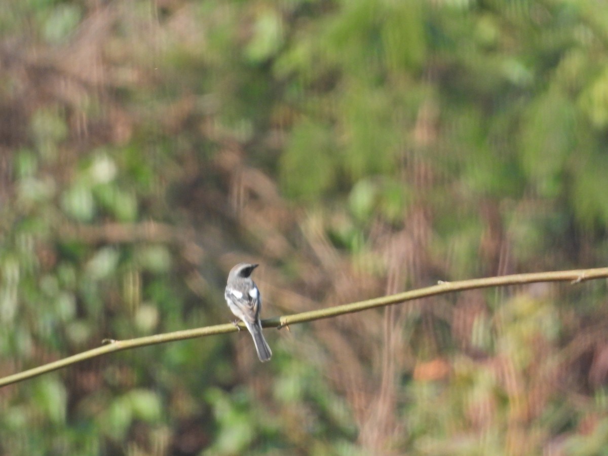 Tarier gris - ML630668491