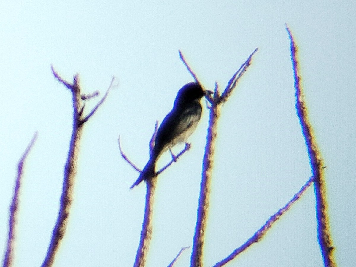 Drongo Cenizo - ML630668537