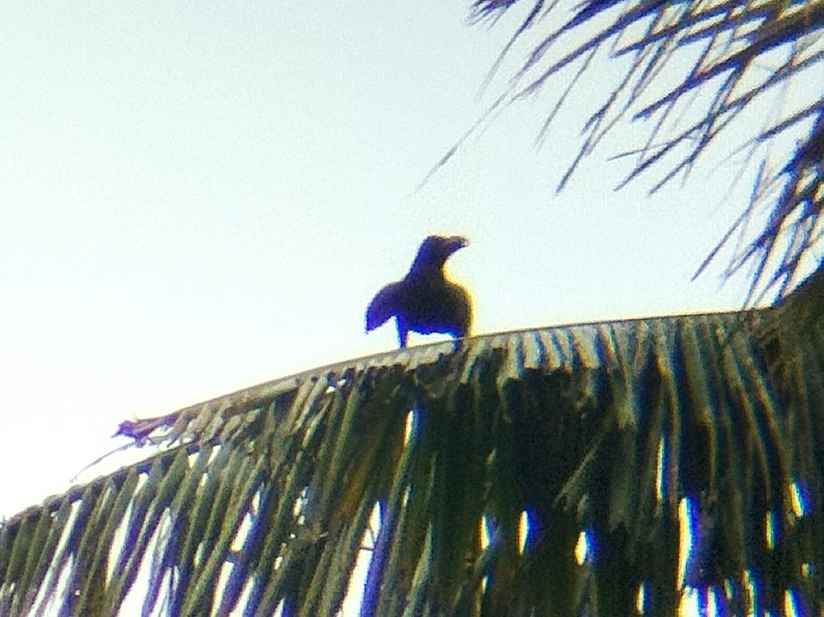 Cuervo Picudo - ML630668573