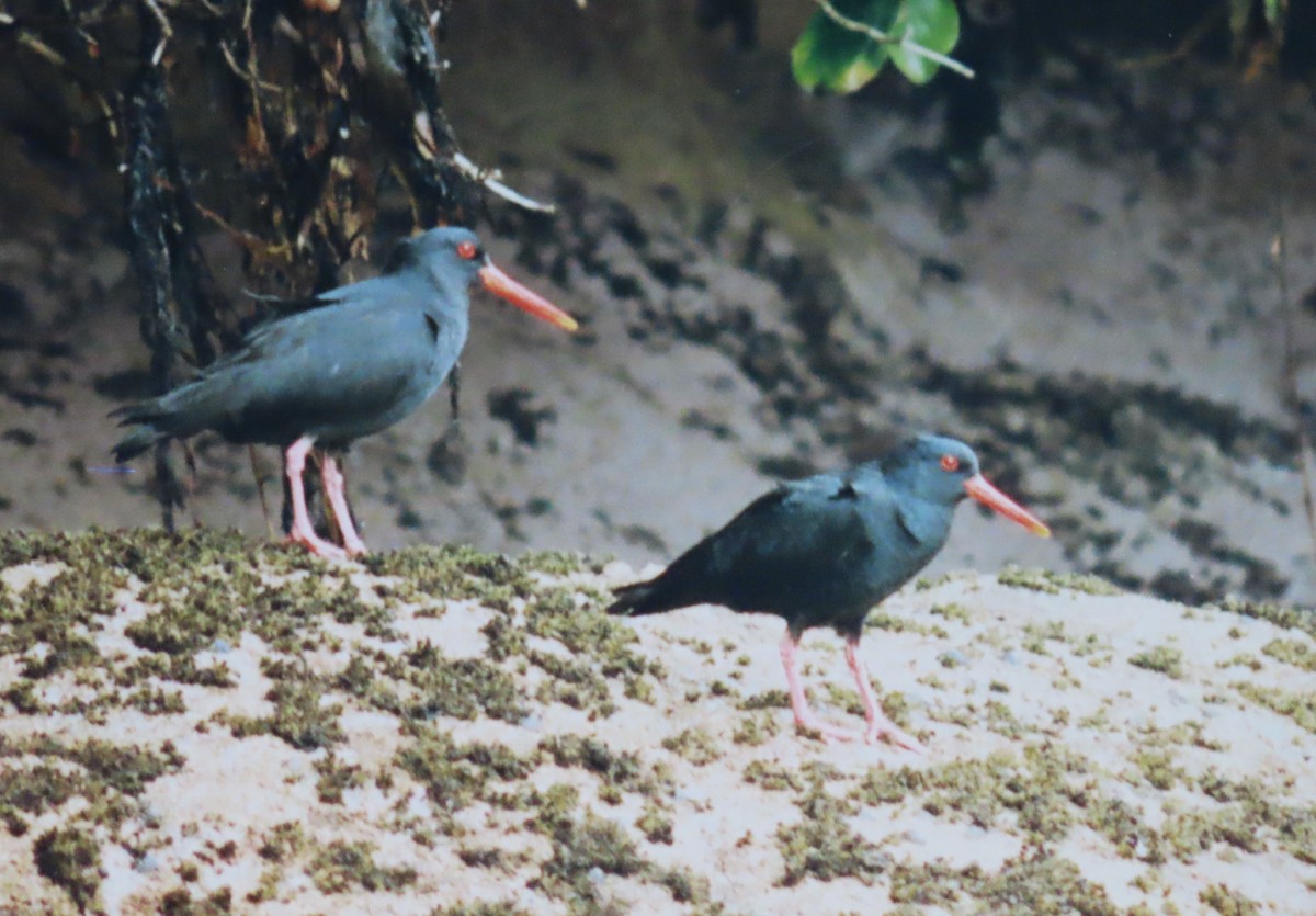 Variable Oystercatcher - ML630668578