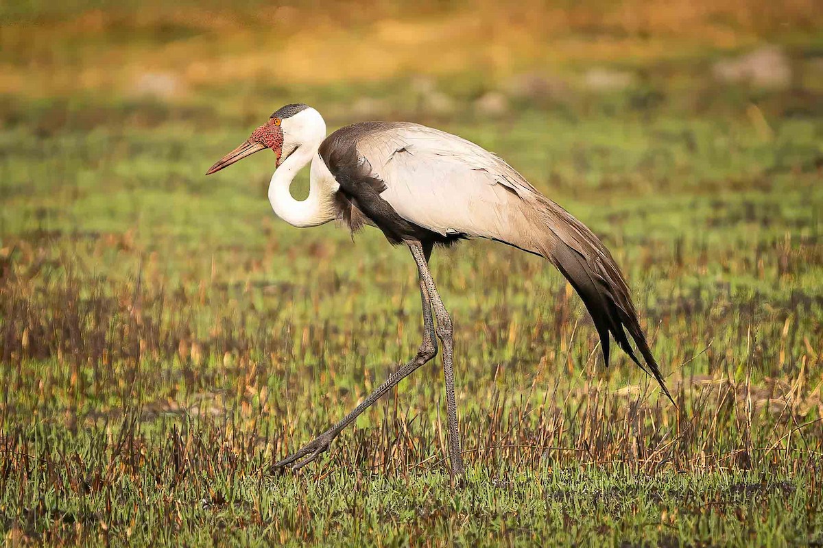 Wattled Crane - ML630668604