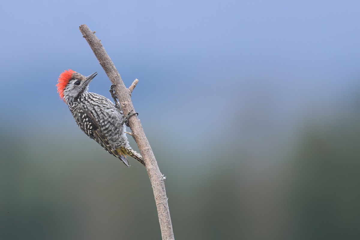 Pic cardinal - ML630668606