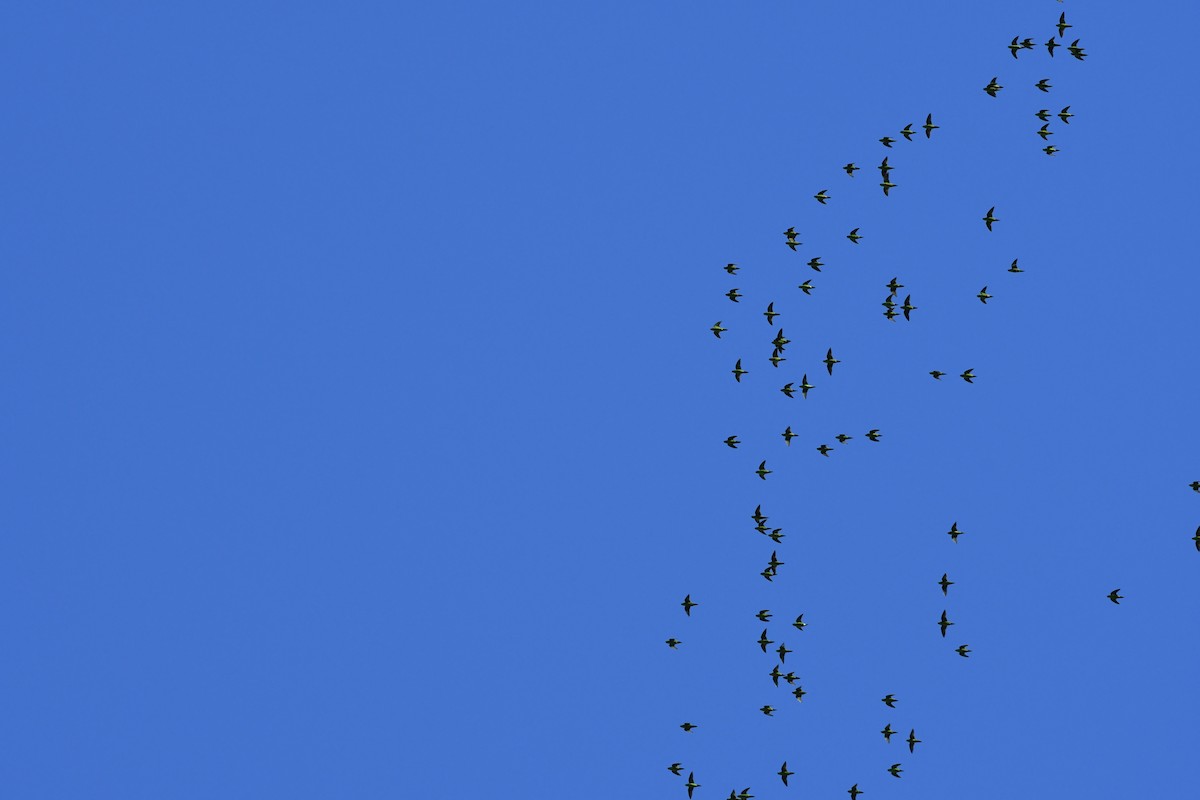Barred Parakeet - ML630668746