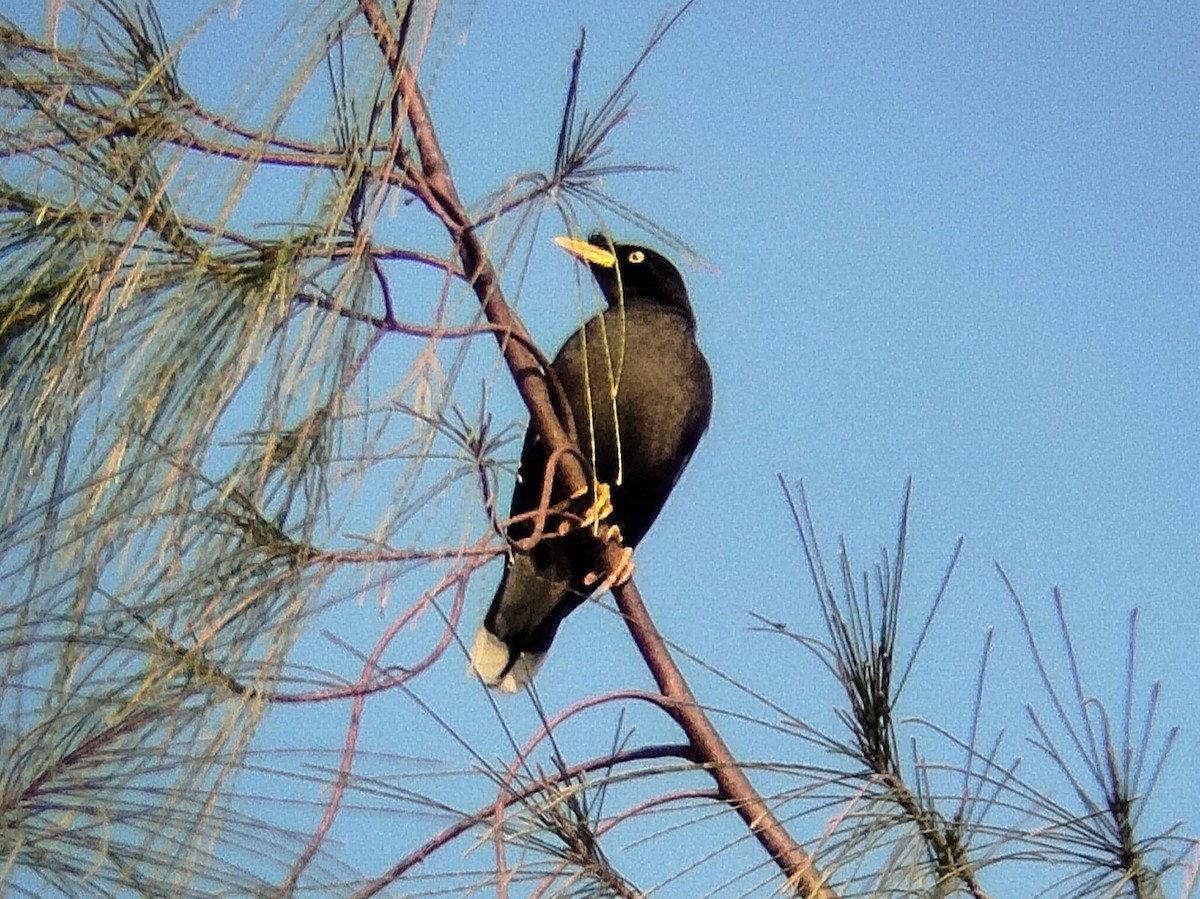 Miná de Java - ML630668777