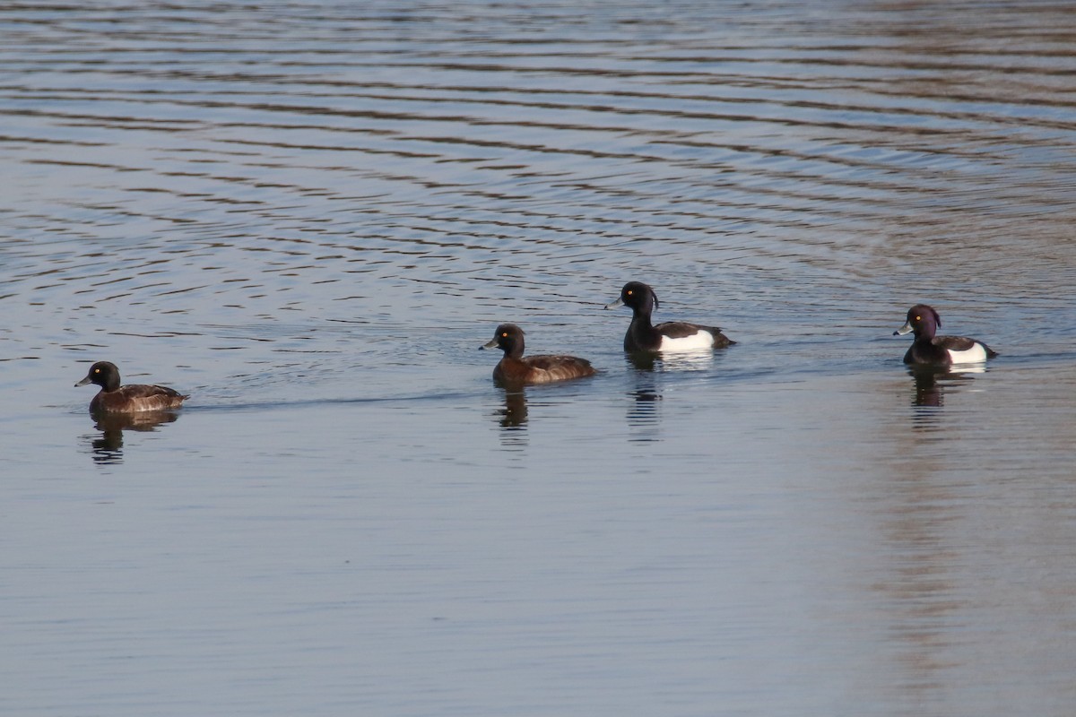 Tufted Duck - ML630668818