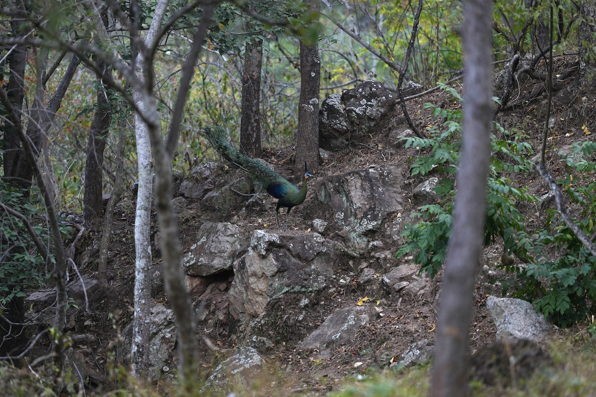 Green Peafowl - ML630668880