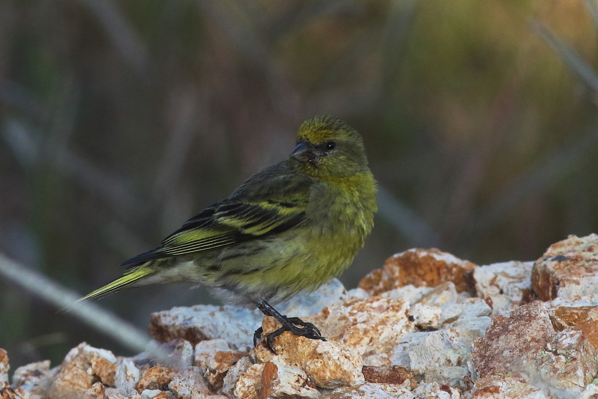 Yellow-crowned Canary - ML630668907