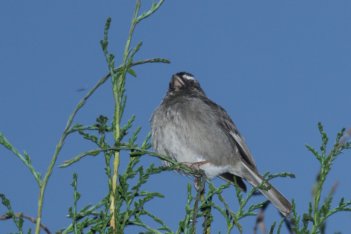 Brown-rumped Seedeater - ML630668911