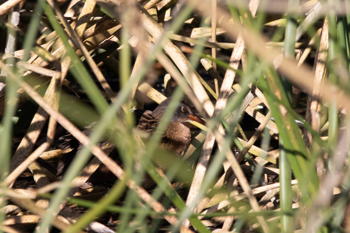 Virginia Rail - ML630668967