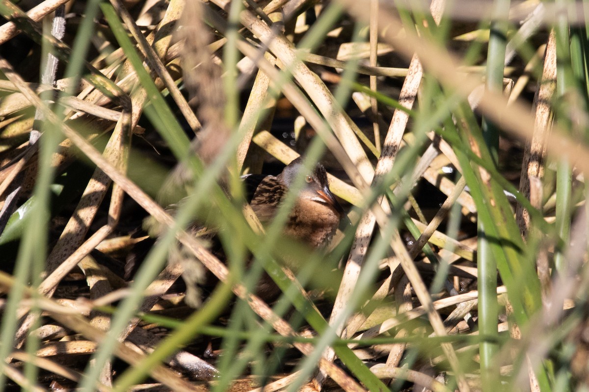 Virginia Rail - ML630668968