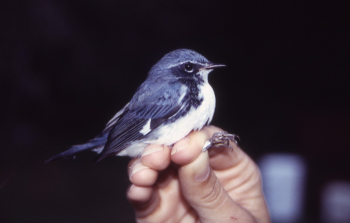 Black-throated Blue Warbler - ML630669053