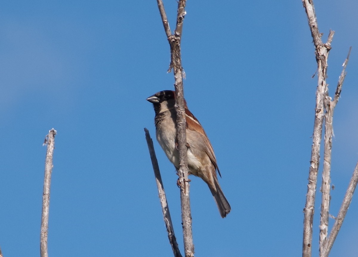House Sparrow - ML630669086