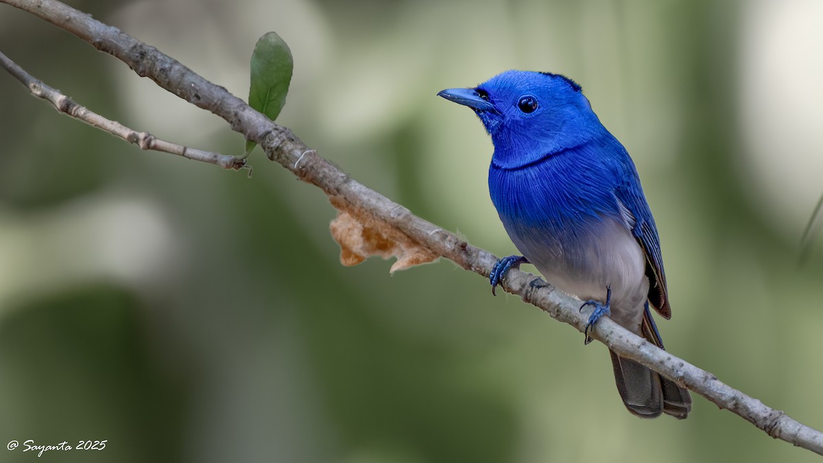 Black-naped Monarch - ML630669094