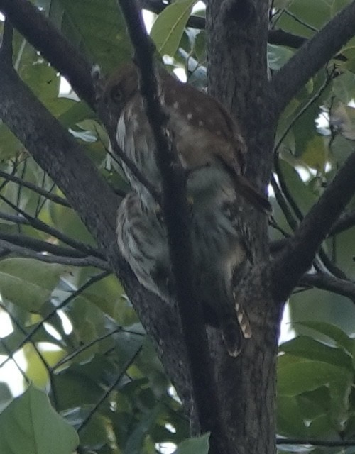 Ferruginous Pygmy-Owl - ML630669176