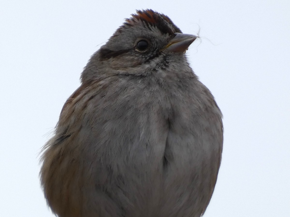 Swamp Sparrow - ML630669187