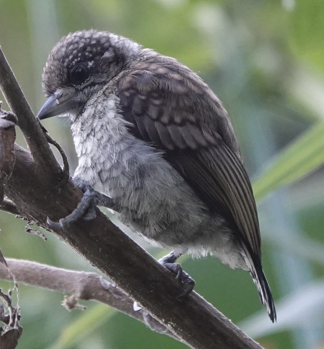 Scaled Piculet - ML630669188