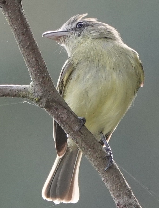 Yellow-olive Flatbill - ML630669199