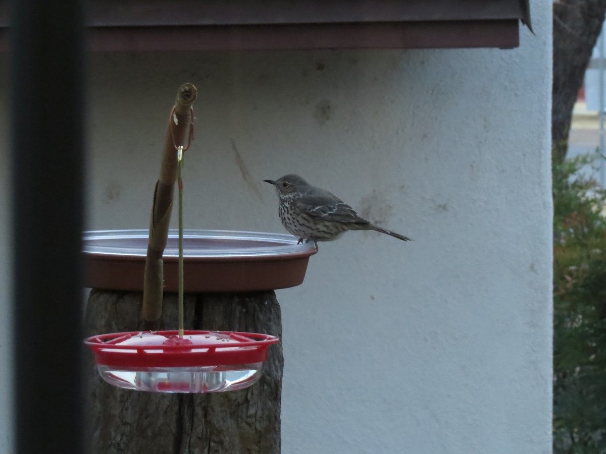 Sage Thrasher - ML630669241