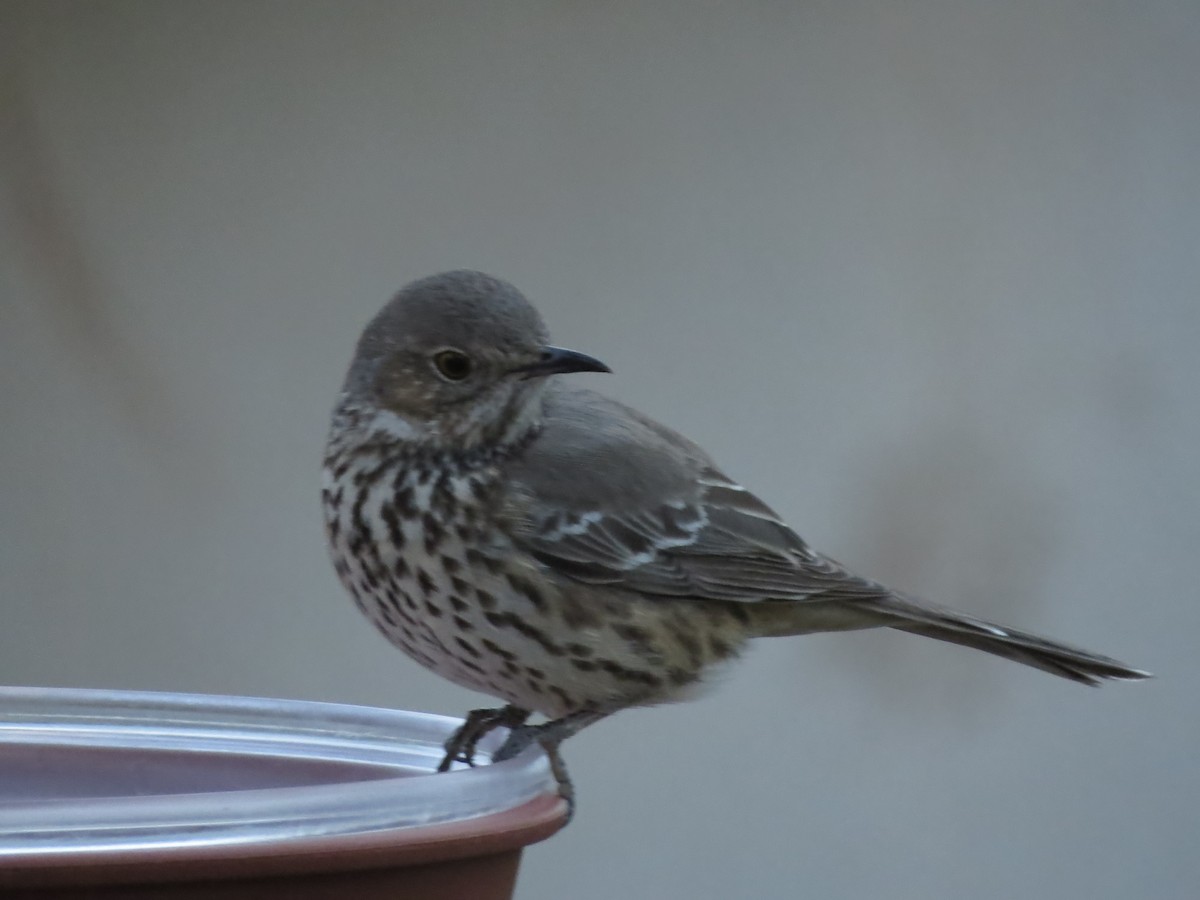 Sage Thrasher - ML630669242