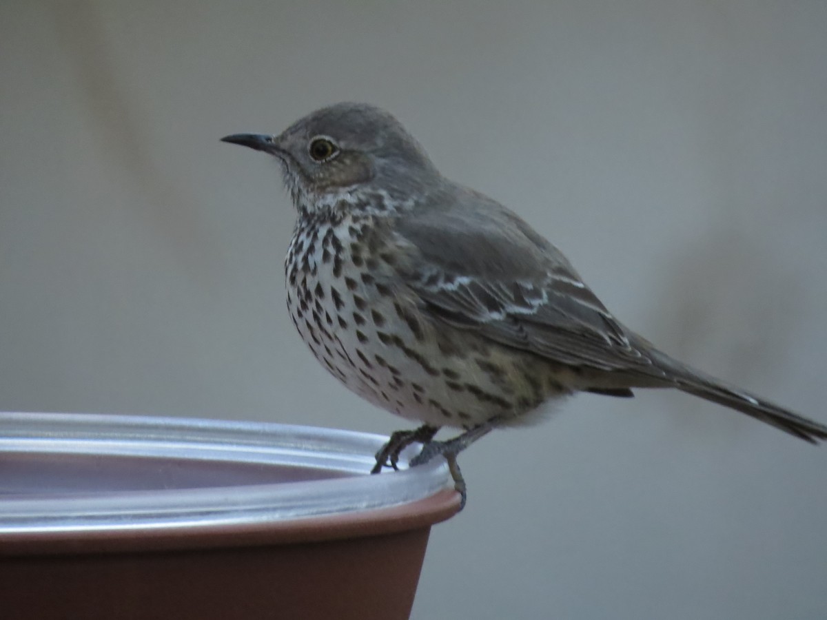 Sage Thrasher - ML630669243