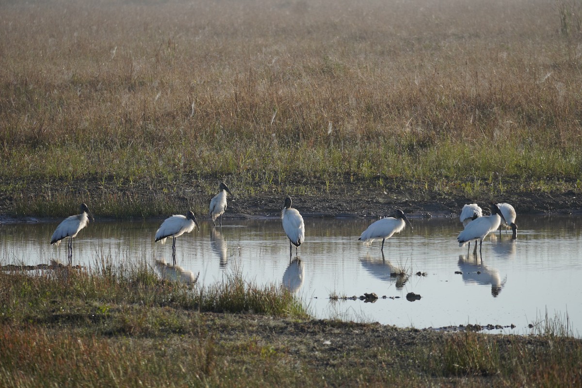Wood Stork - ML630669285