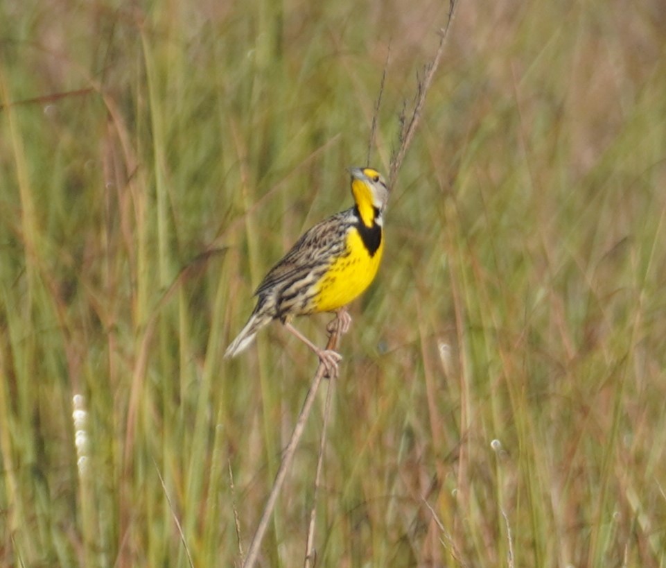 Eastern Meadowlark - ML630669291