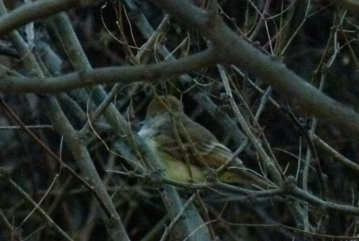Nutting's Flycatcher - ML630669353