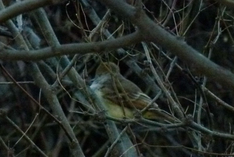Nutting's Flycatcher - ML630669354