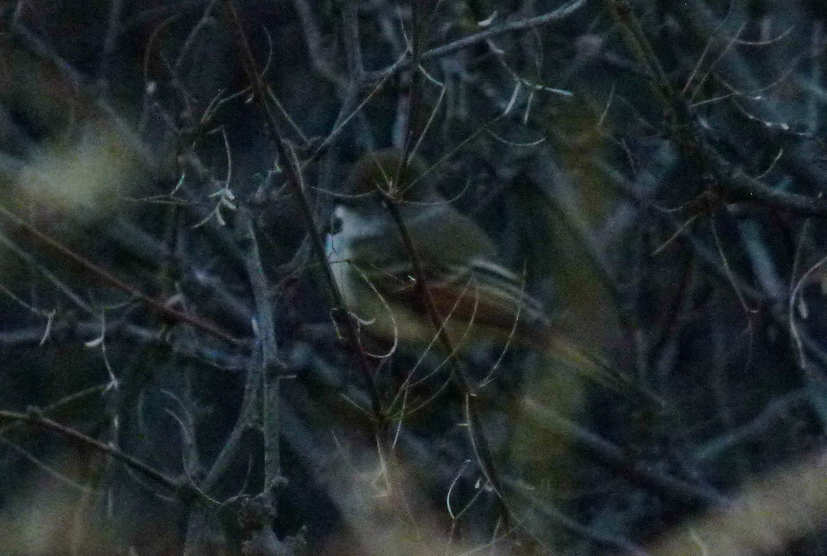 Nutting's Flycatcher - ML630669356