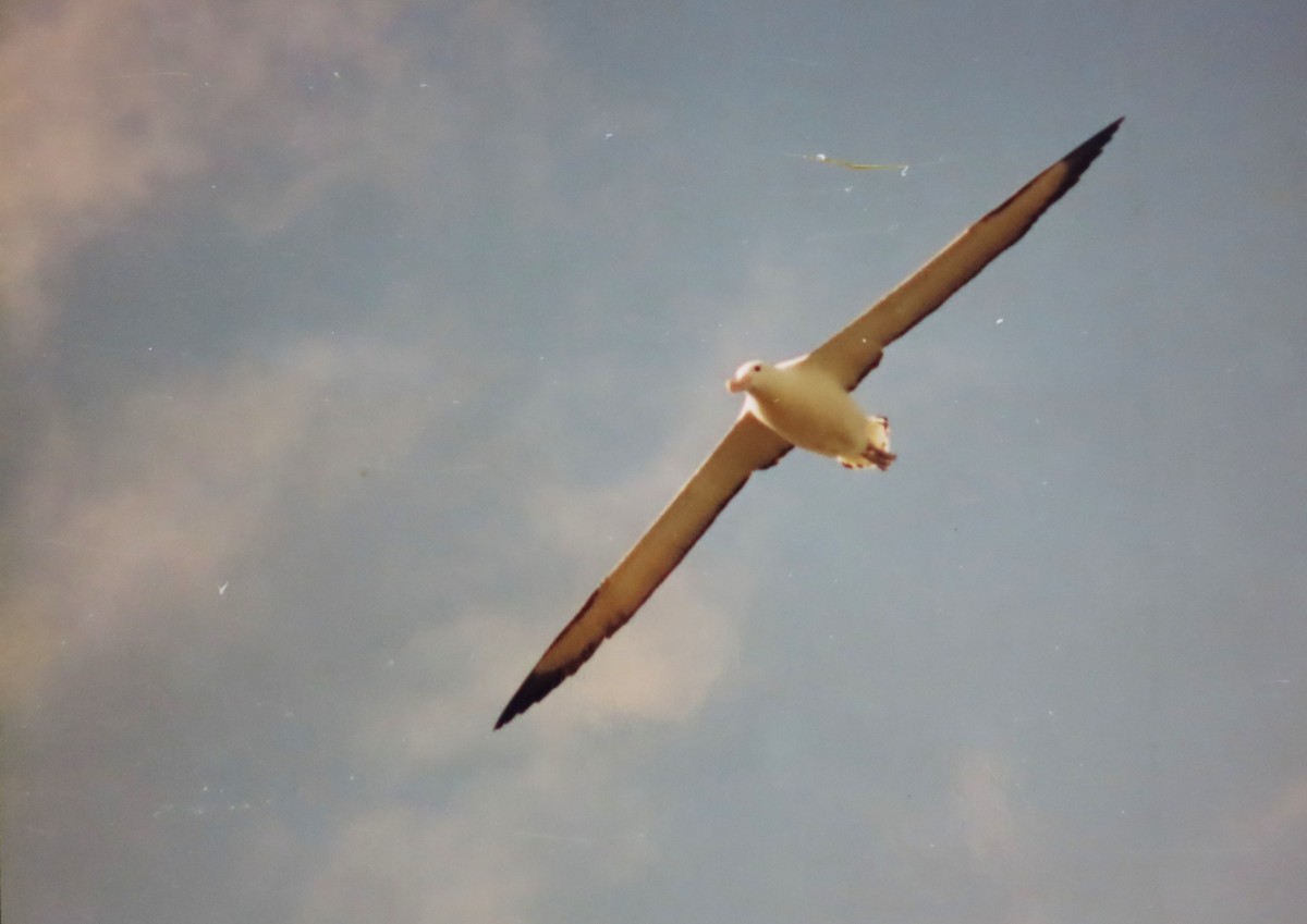 Northern/Southern Royal Albatross - ML630669372